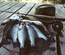 Fishing Application and Fees / Fishing / KDWP .
